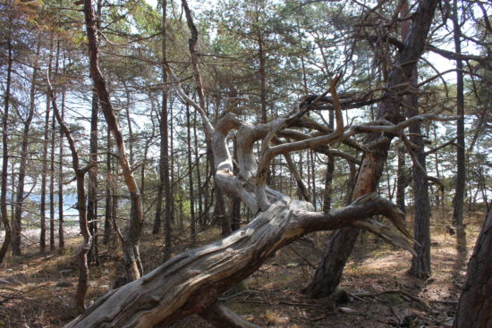 Der Trollwald auf Öland – ein uriges Paradies an der Ostsee