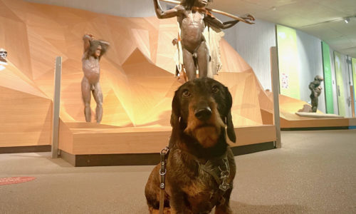 Hundetag Doggy Day im Neanderthal Museum in Mettmann