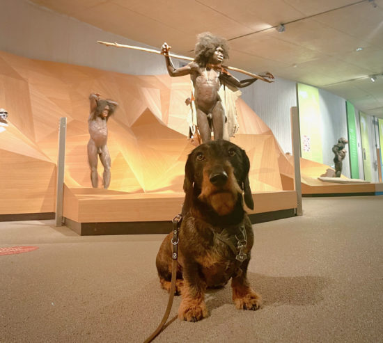 Hundetag im Neanderthal-Museum in Mettmann