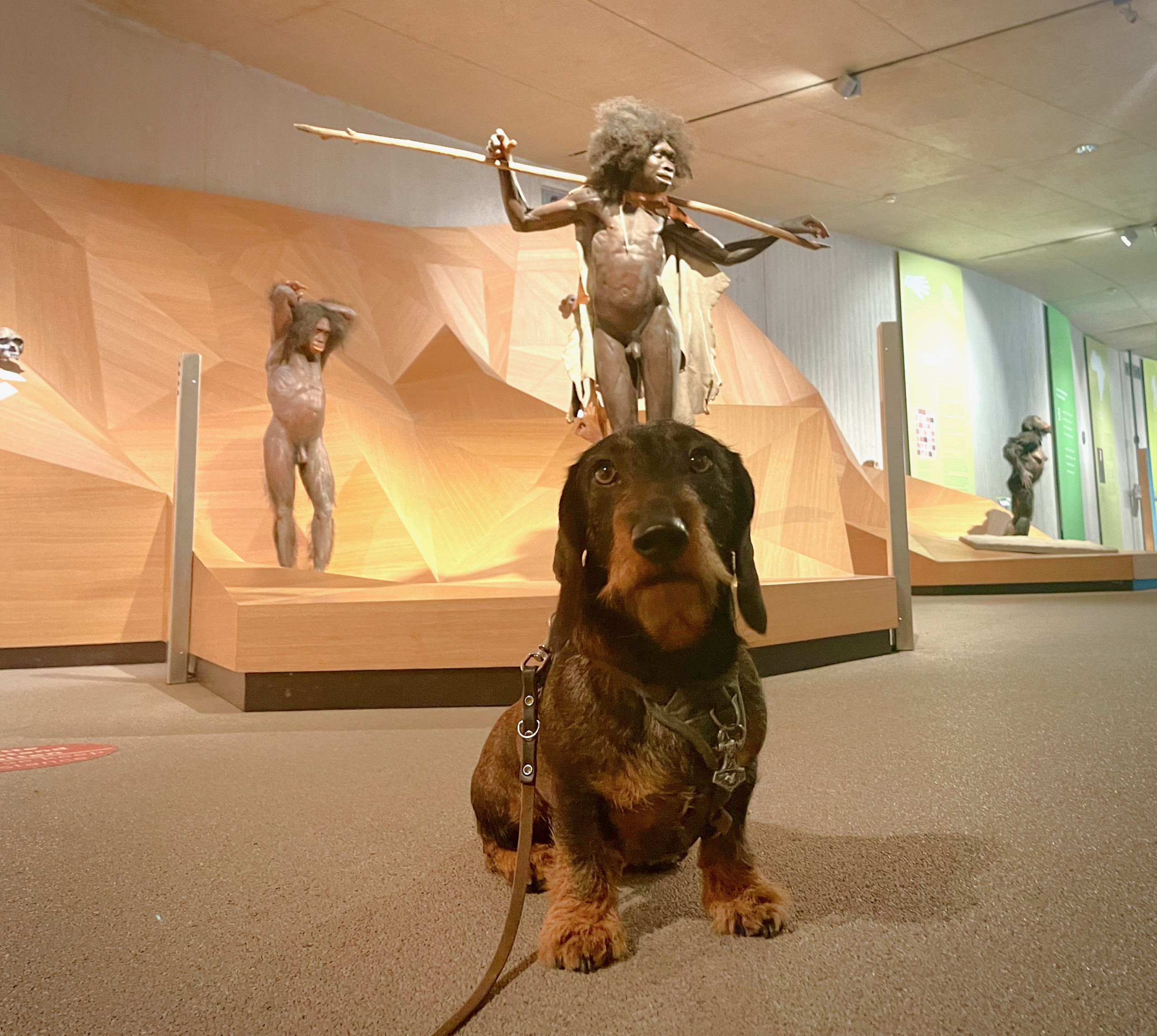 Hundetag im Neanderthal-Museum in Mettmann - Zeitenreise.net